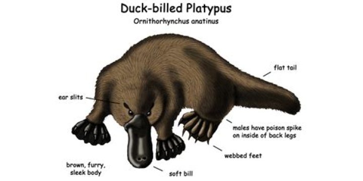 Do platypus have uteruses?