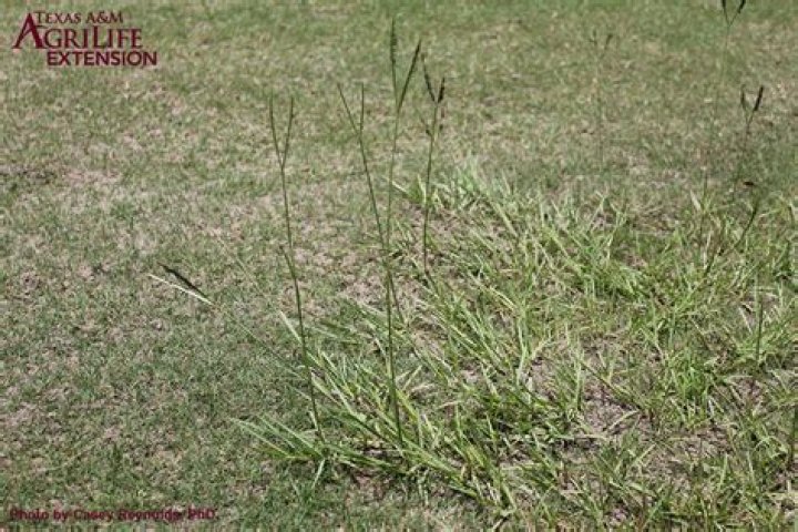 Does dicamba kill Bahia grass?