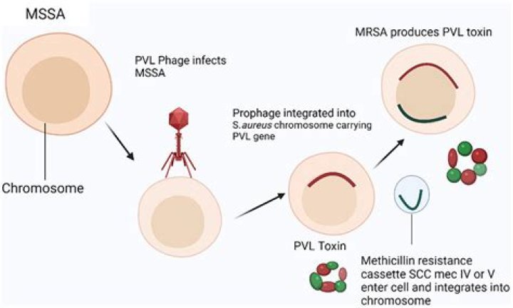 Does the presence of the mecA gene confirm MRSA?