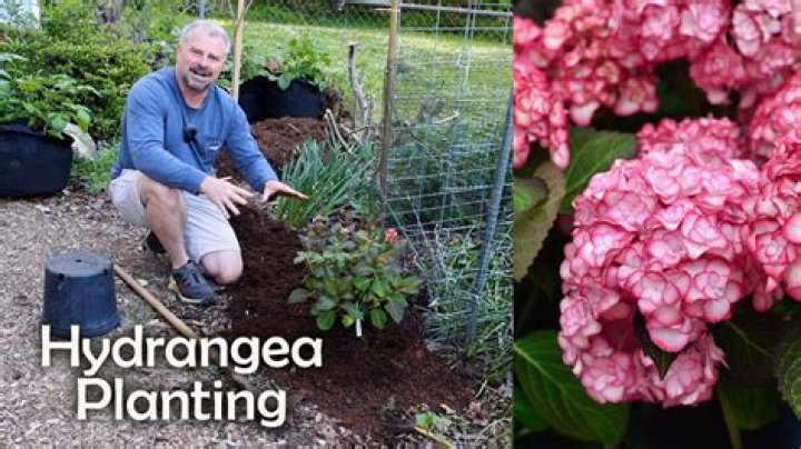 How do you keep hydrangeas blooming?