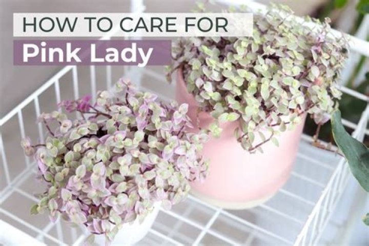 How do you take care of a pink lady plant?