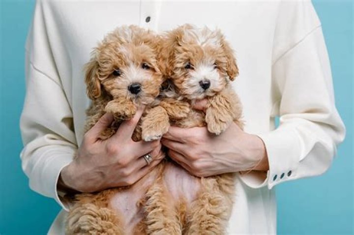 How much does a teacup Maltipoo cost?
