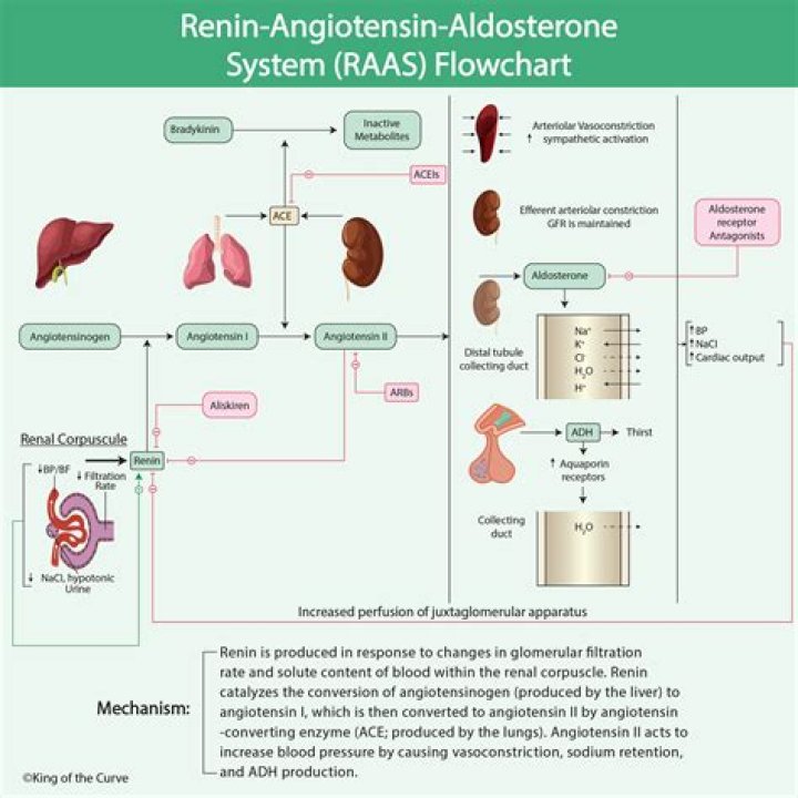 What happens when renin-angiotensin-aldosterone system?
