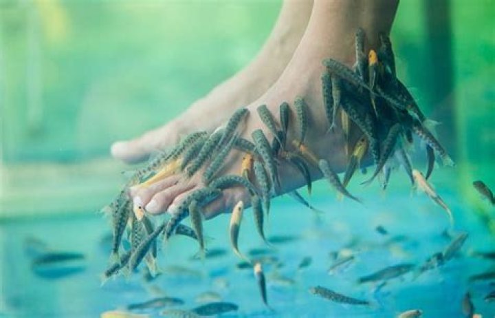 What is fish pedicure?