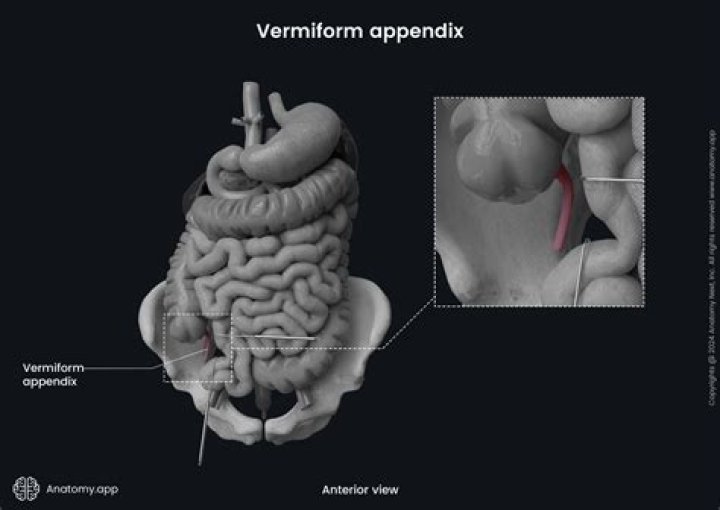 What is Vermiform movement of Iris?