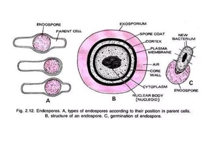 What phase do endospores get formed?