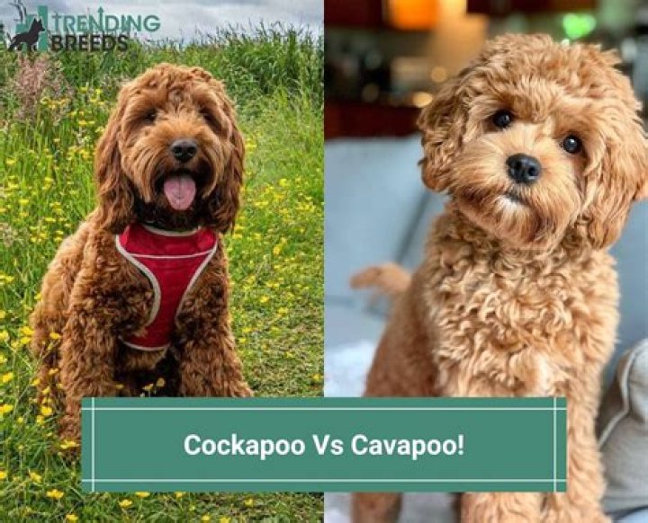 Which is better Cavachon or Cavapoo?