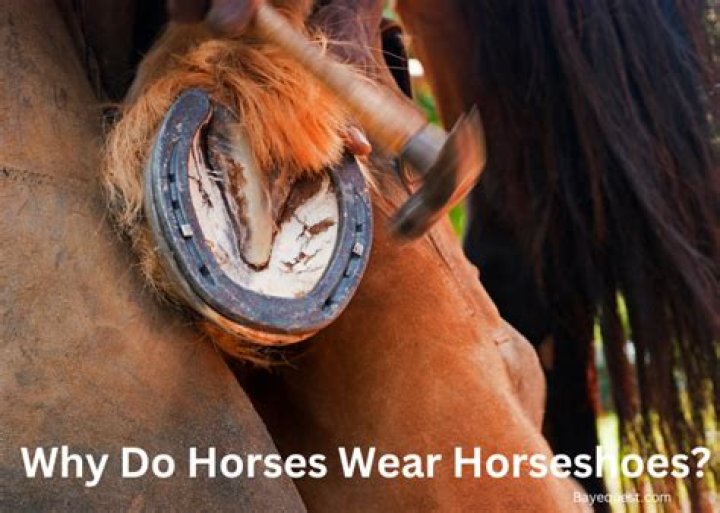 Why do horses turn their butt to you?